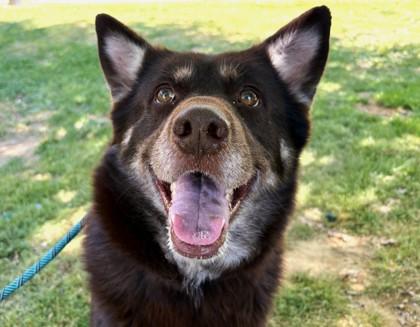 Athena 278-26, Adoptable, Adult Female Siberian Husky & German Shepherd Dog.