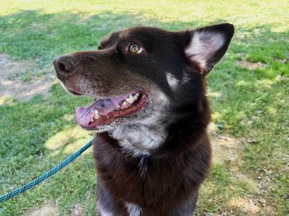 Athena 278-26, a Adoptable mixed breed in Cumming, GA image 2/3