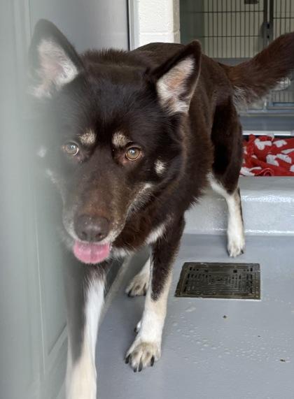 Athena 278-26, a Adoptable mixed breed in Cumming, GA image 3/3