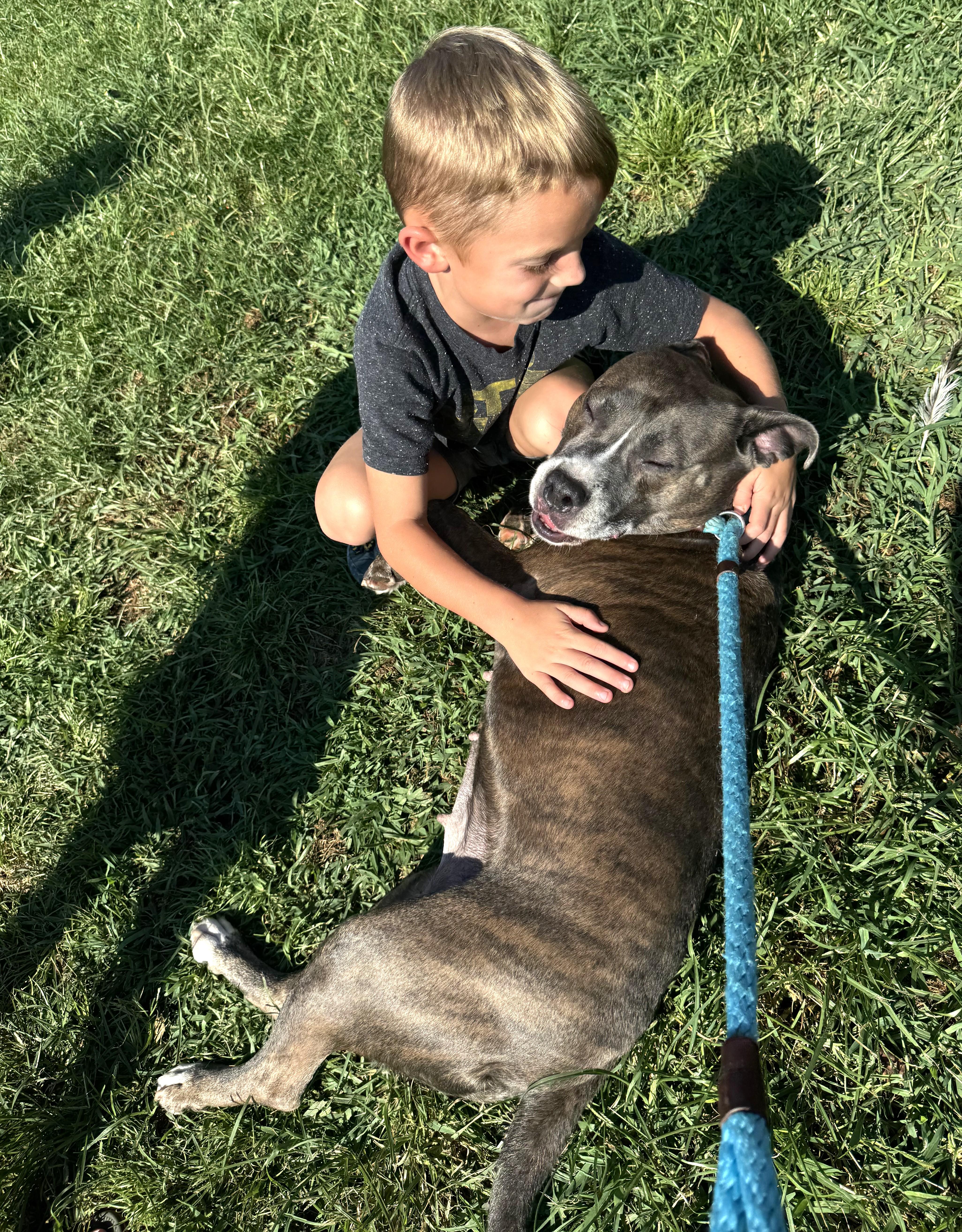 Enlarge Maise Adorable Blue Brindle Girl Sweet-Natured Nanny Dog and loves Dogs/Cats, a Adopted mixed breed in Danbury, CT image 3/3