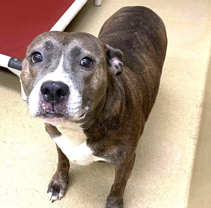 Enlarge Maise Adorable Blue Brindle Girl Sweet-Natured Nanny Dog and loves Dogs/Cats, a Adopted mixed breed in Danbury, CT image 1/3