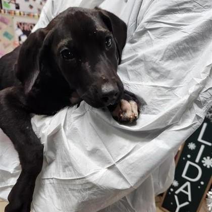 Caleb, Adoptable, Puppy Male Mixed Breed & Mixed Breed.