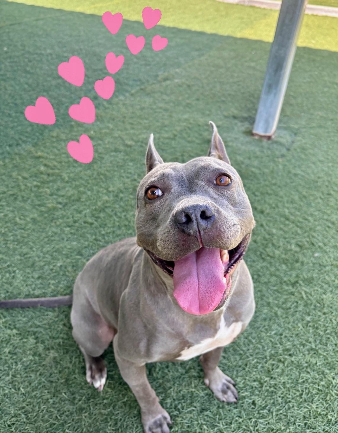 Enlarge Dior, a Adoptable Staffordshire Bull Terrier in Los Angeles , CA image 1/6