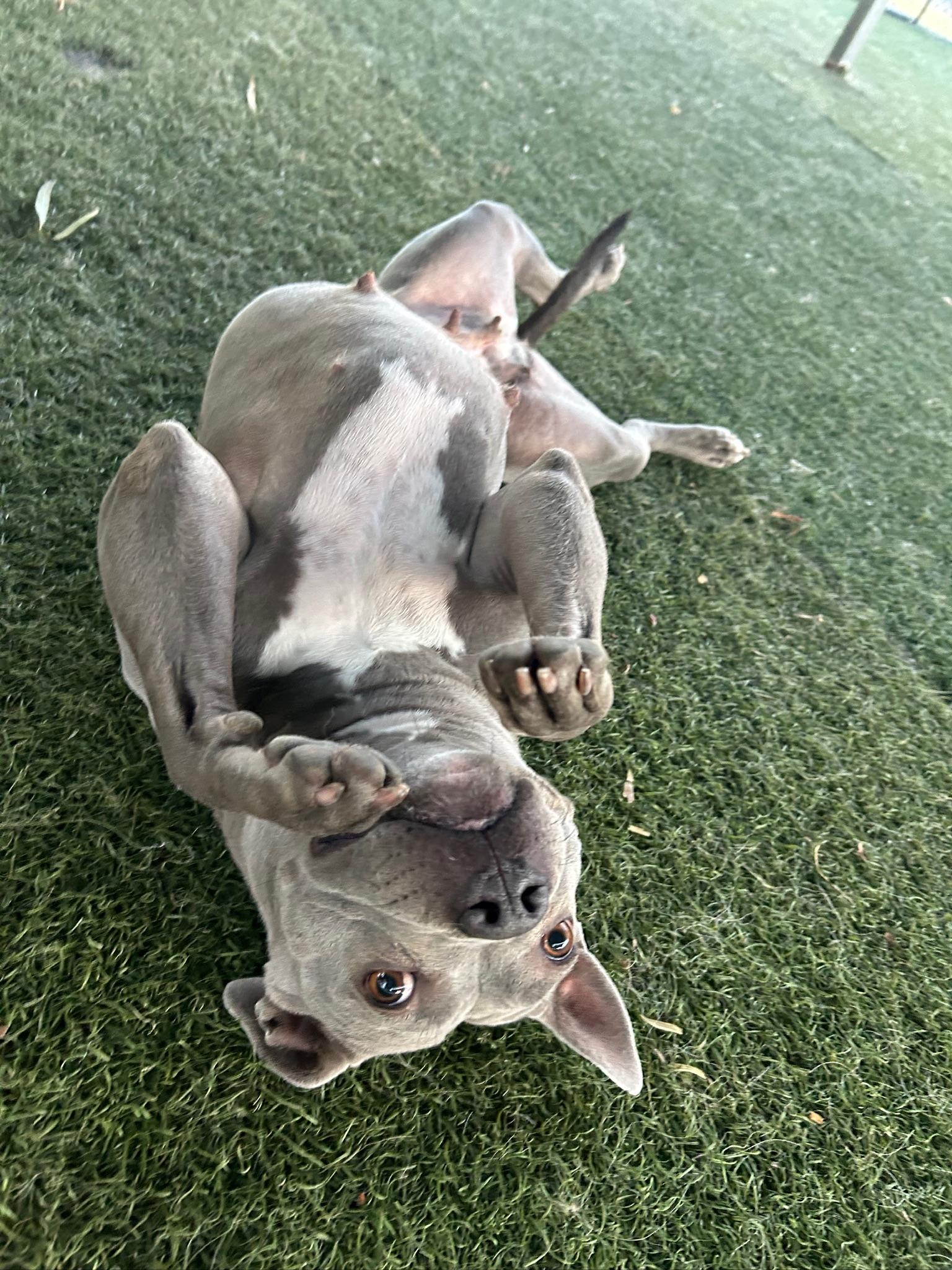 Enlarge Dior, a Adoptable Staffordshire Bull Terrier in Los Angeles , CA image 6/6