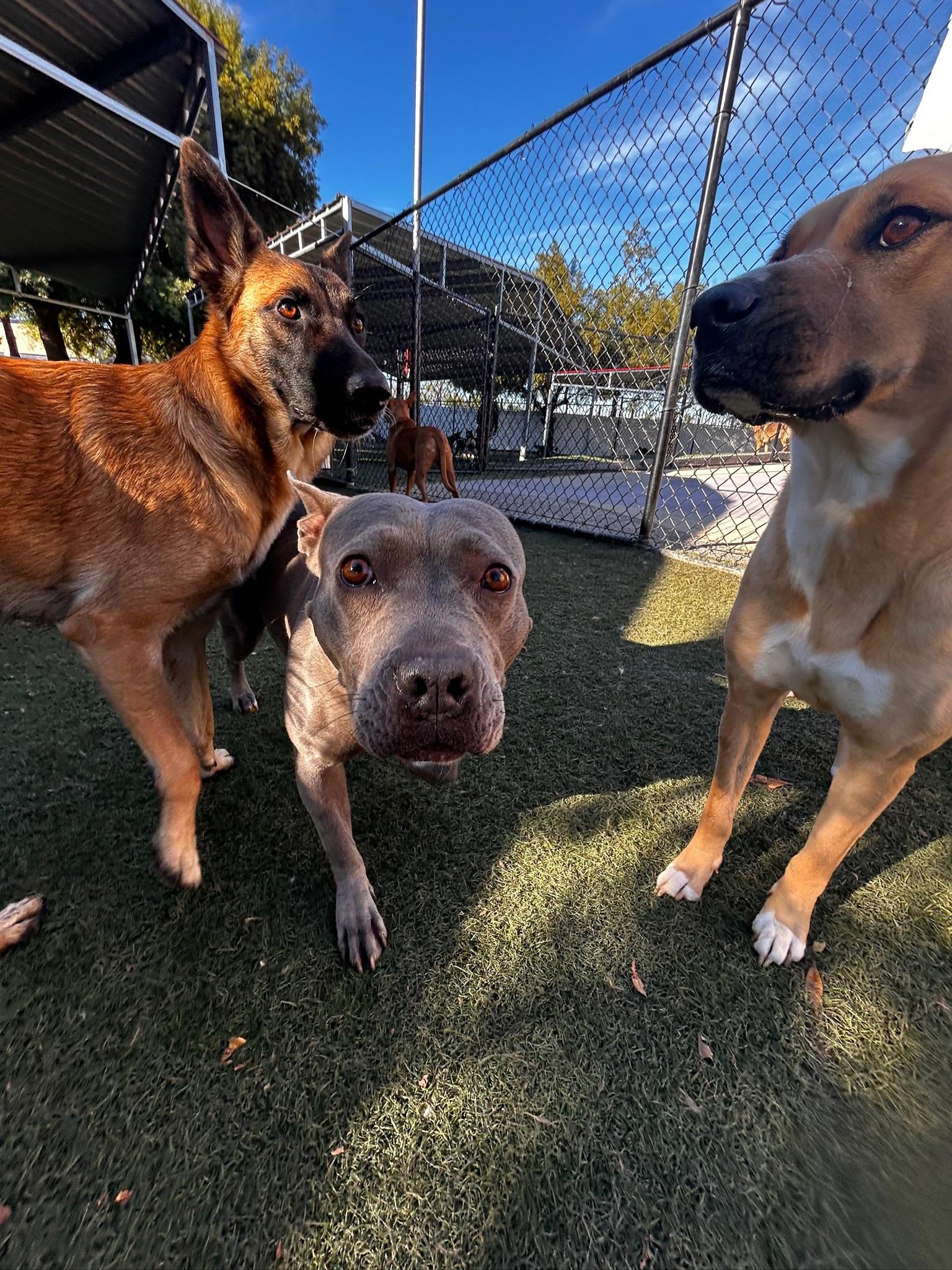 Enlarge Dior, a Adoptable Staffordshire Bull Terrier in Los Angeles , CA image 3/6