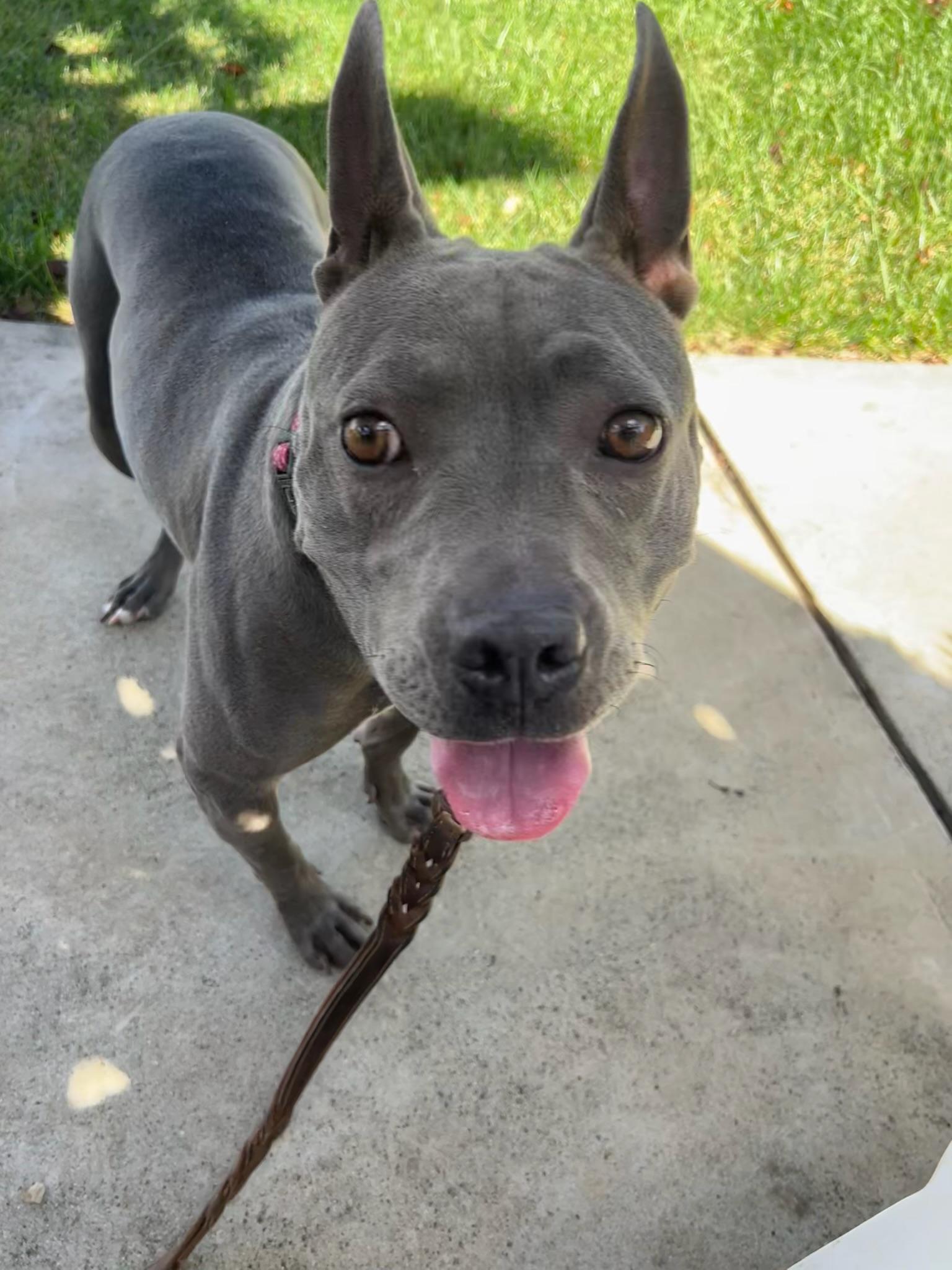 Enlarge Dior, a Adoptable Staffordshire Bull Terrier in Los Angeles , CA image 2/6