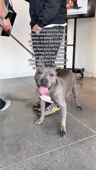 Enlarge Dior, a Adoptable Staffordshire Bull Terrier in Los Angeles , CA video 5/6