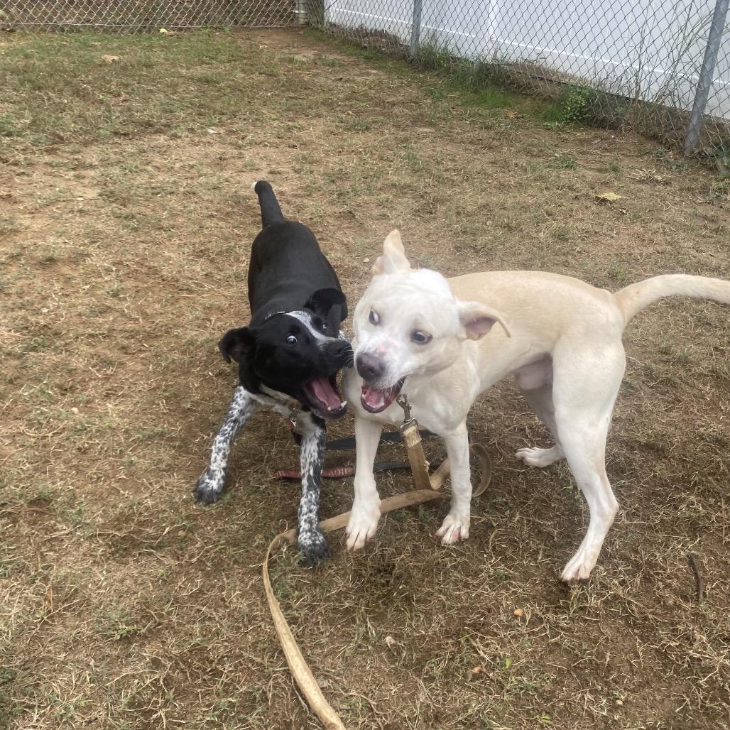 Brewer 1300, a Adoptable Mixed Breed in Columbus, GA image 1/6