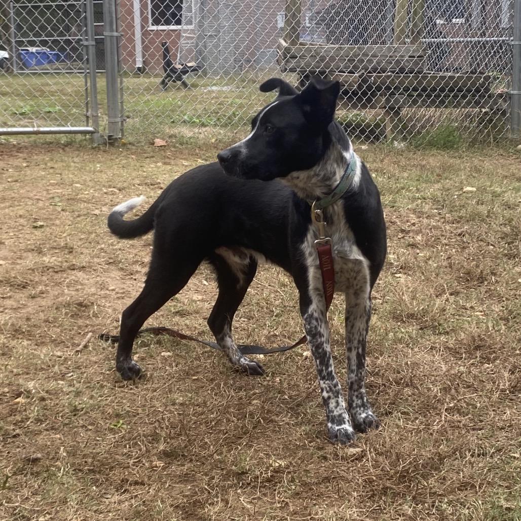 Brewer 1300, a Adoptable Mixed Breed in Columbus, GA image 2/6
