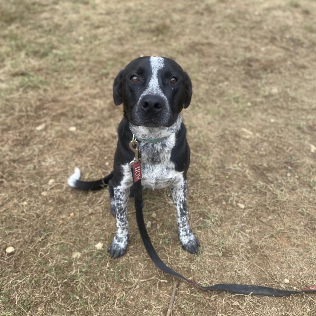 Brewer 1300, a Adoptable Mixed Breed in Columbus, GA image 3/6