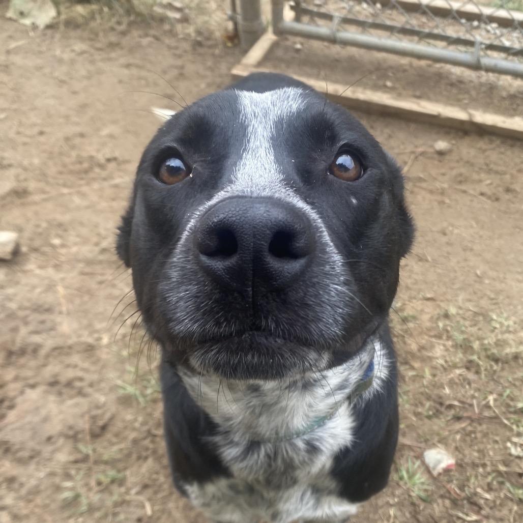 Brewer 1300, a Adoptable Mixed Breed in Columbus, GA image 4/6