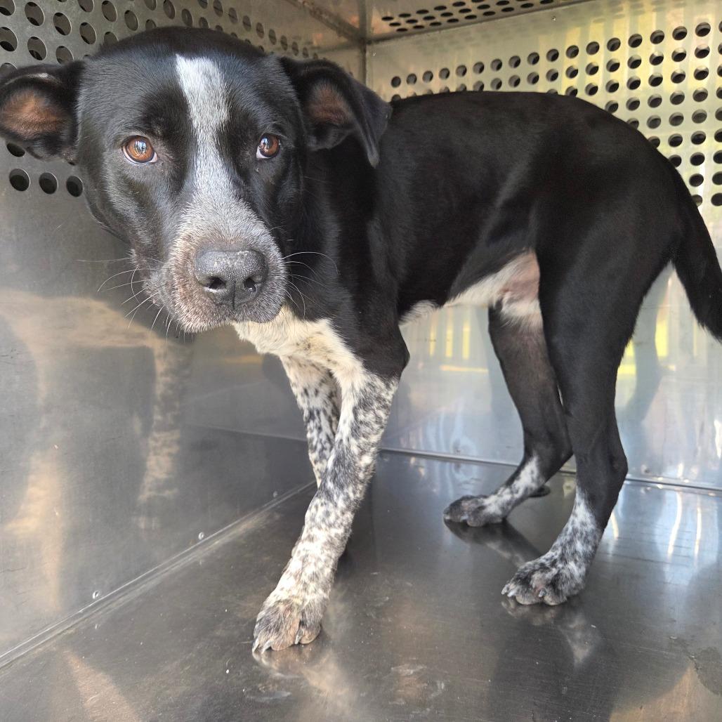 Brewer 1300, a Adoptable Mixed Breed in Columbus, GA image 5/6