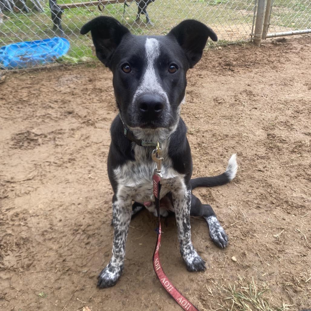 Brewer 1300, a Adoptable Mixed Breed in Columbus, GA image 6/6