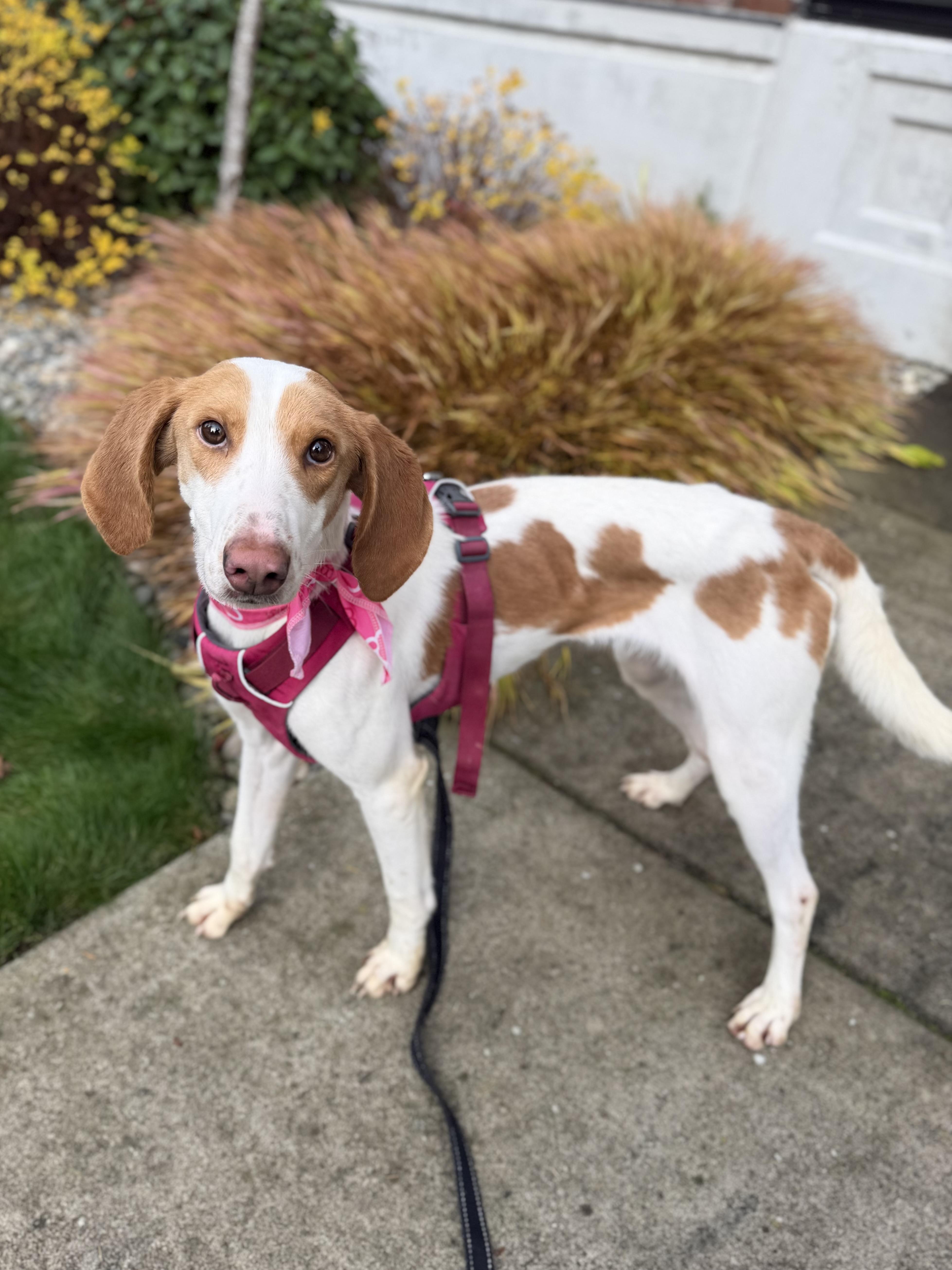 Sapphire thumbnail 2