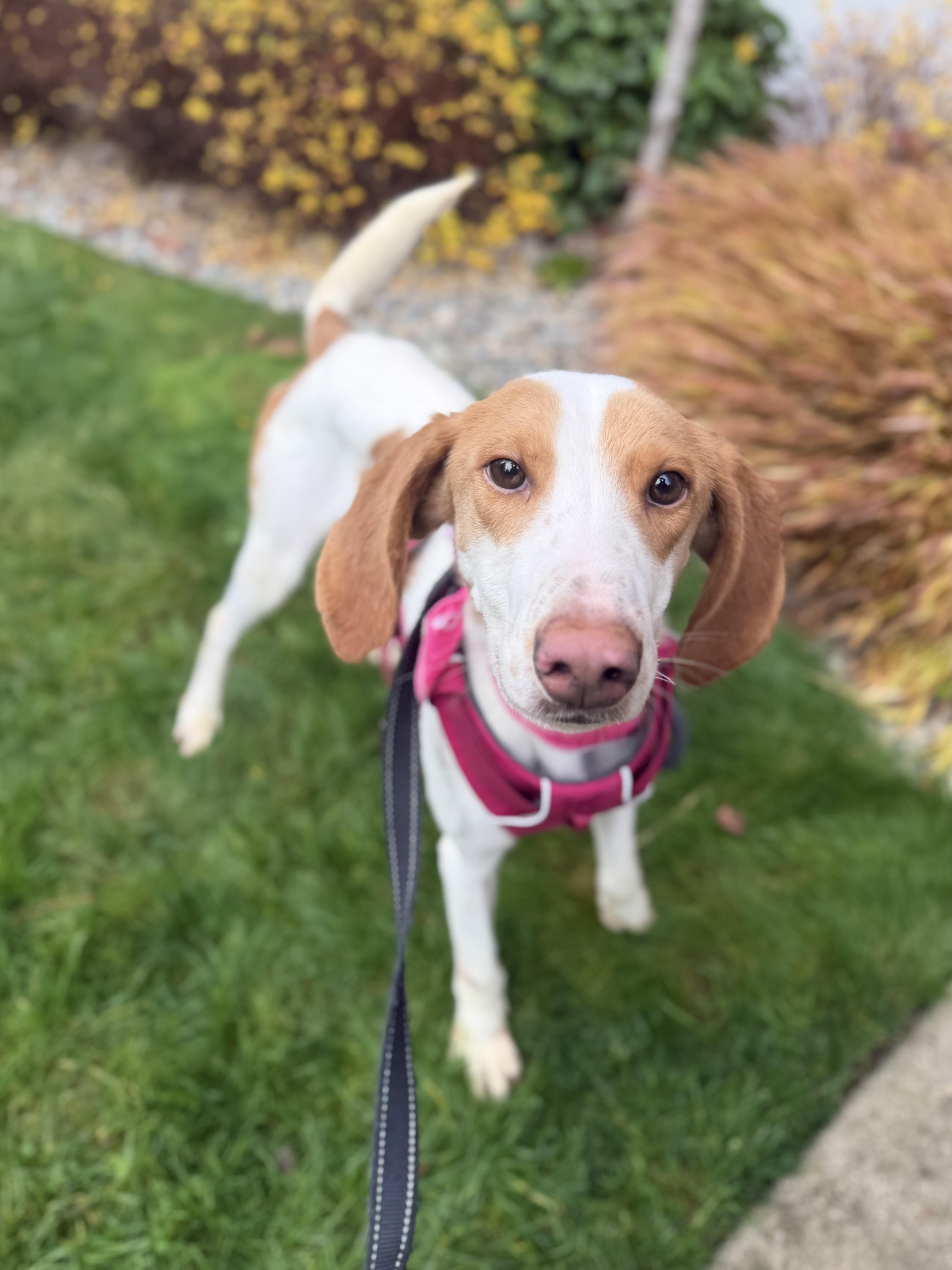 Sapphire thumbnail 4