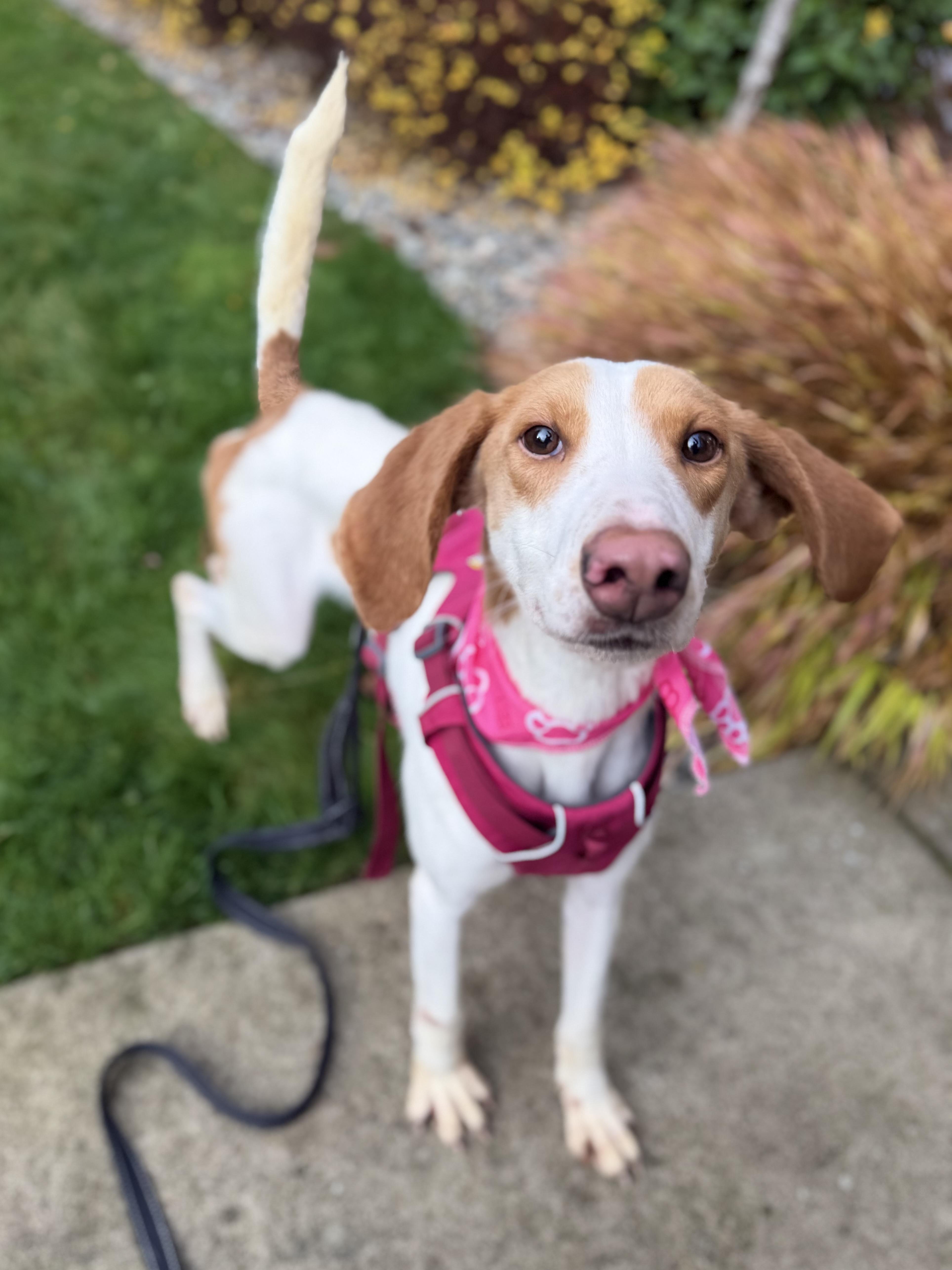 Sapphire thumbnail 5