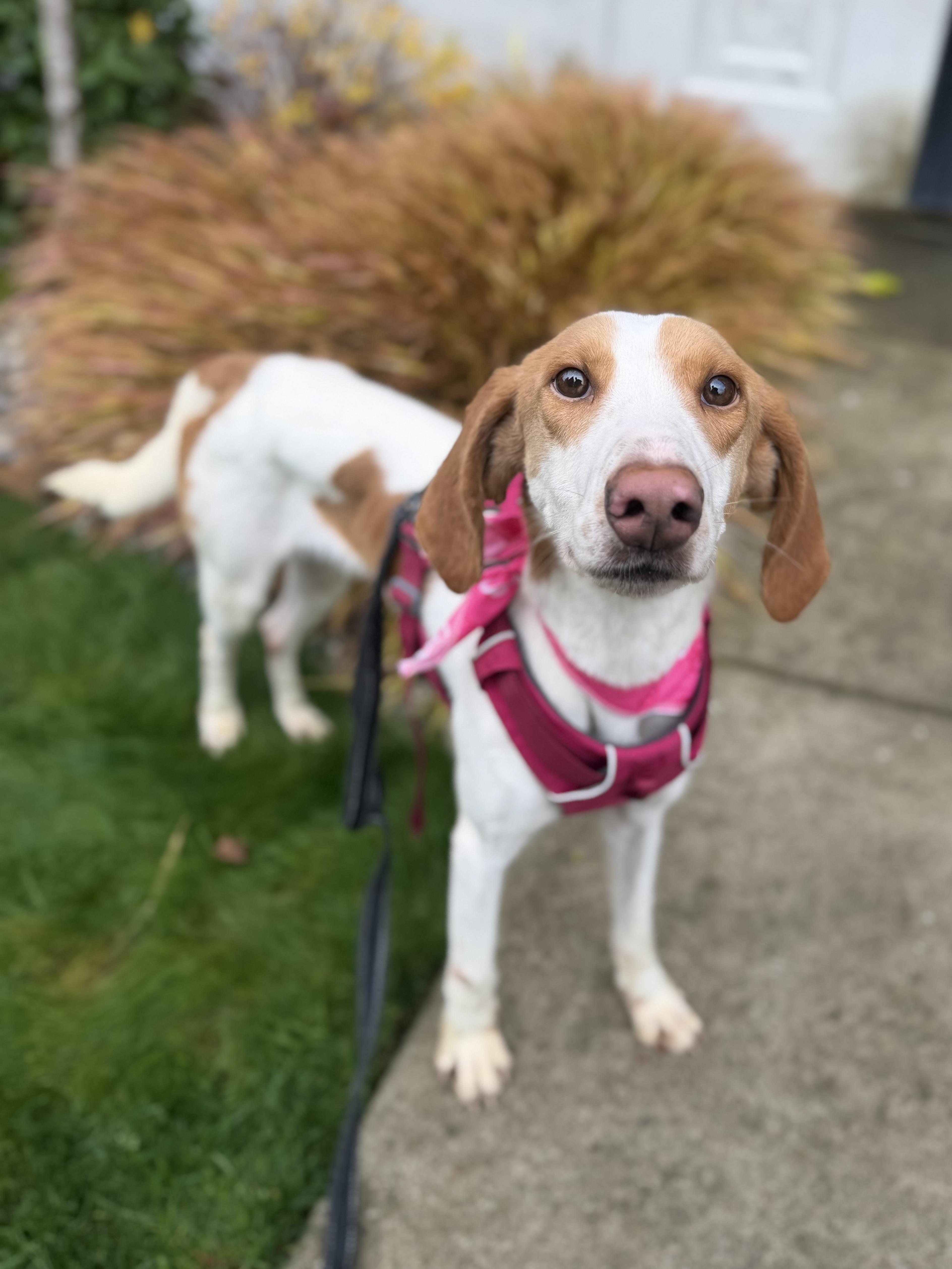 Sapphire thumbnail 6