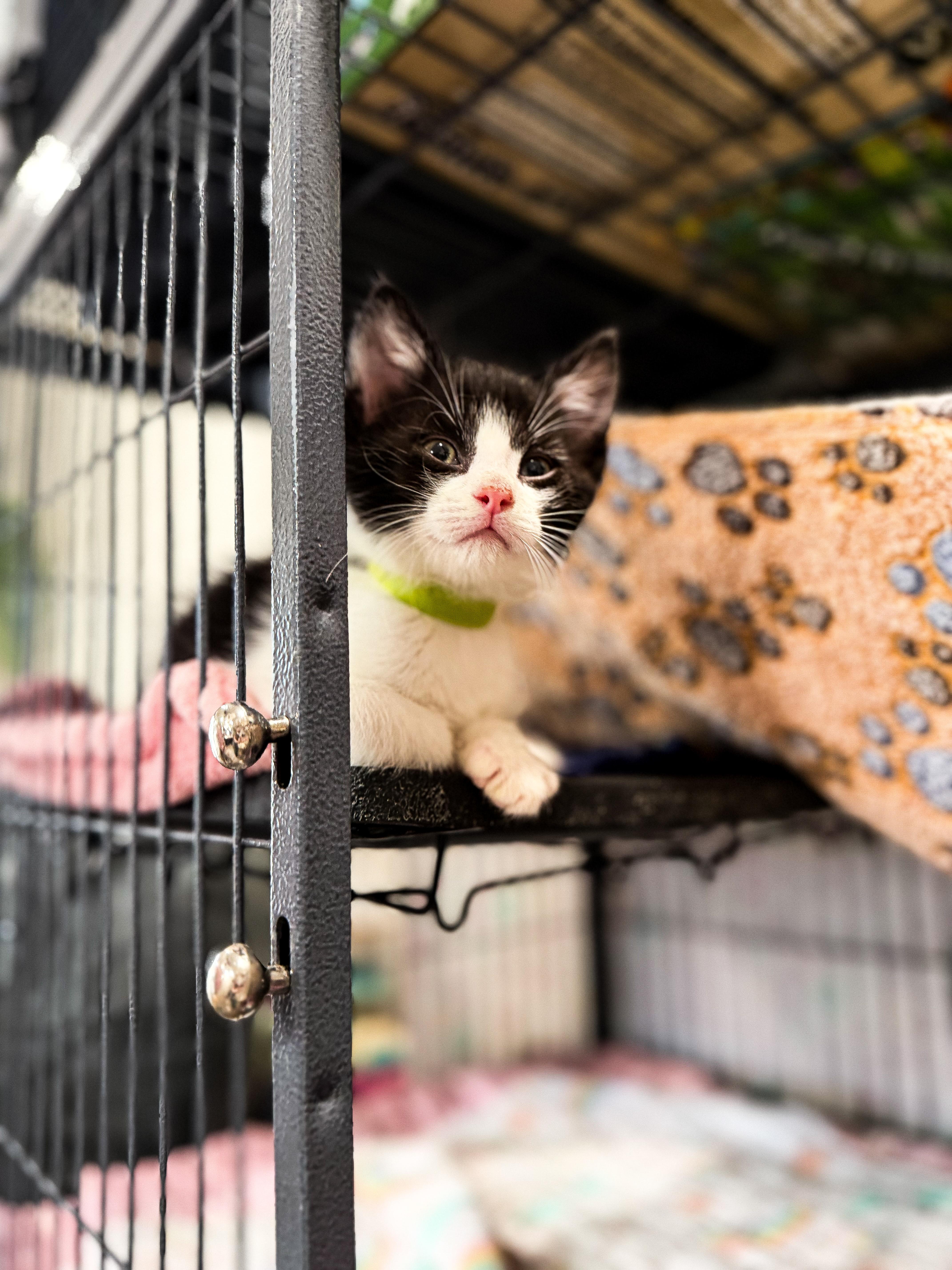 Mac, ADOPTABLE, Kitten Male Domestic Short Hair.