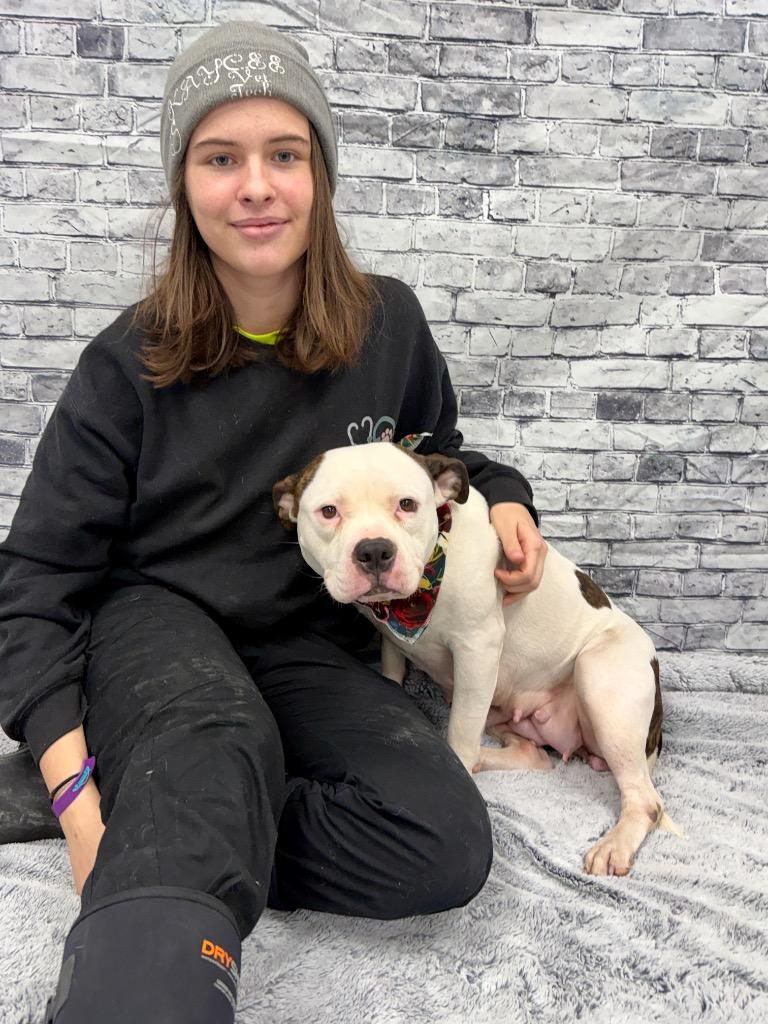 Bubbles, Adoptable, Adult Female American Bulldog & Mixed Breed.