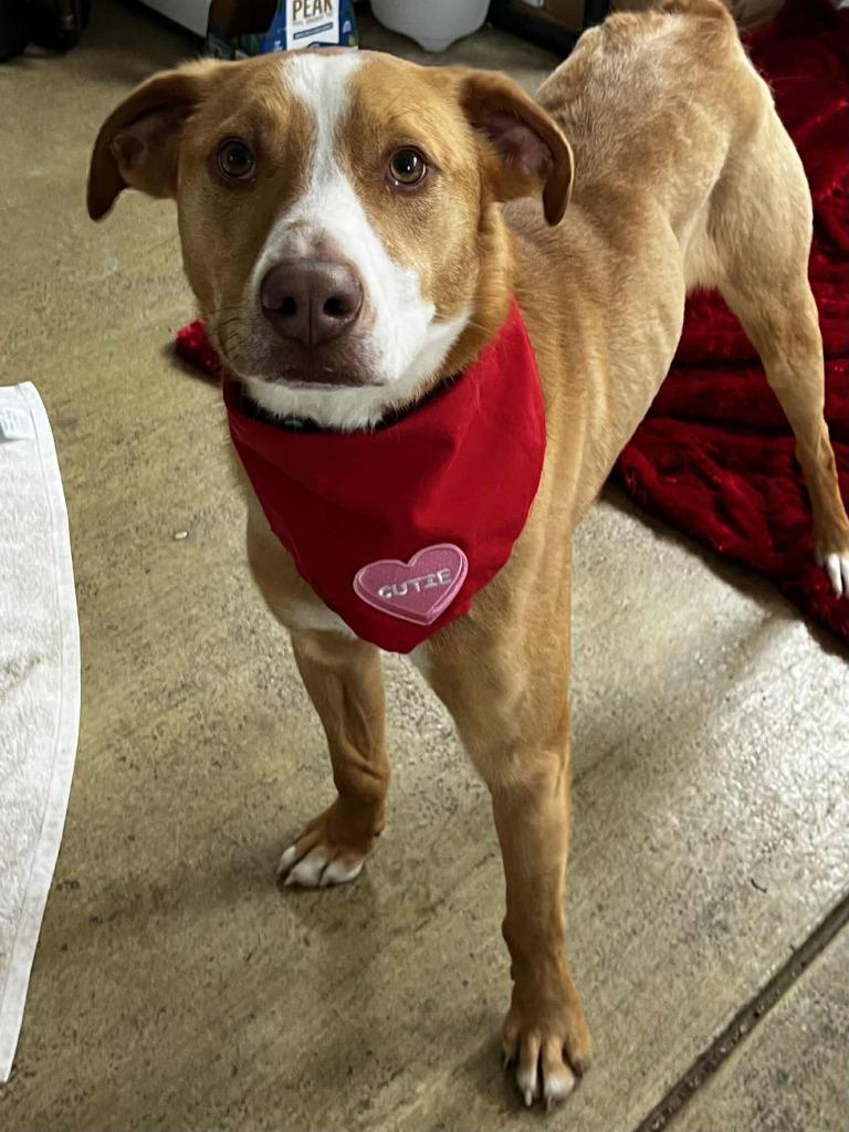 Pikachu, Adoptable, Young Male Australian Cattle Dog / Blue Heeler.