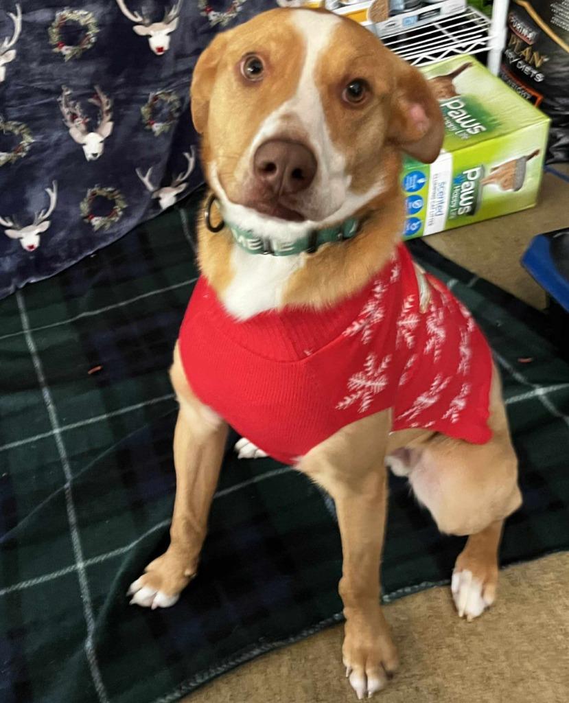 Enlarge Pikachu, a Adoptable mixed breed in Sunrise Beach, MO image 2/6