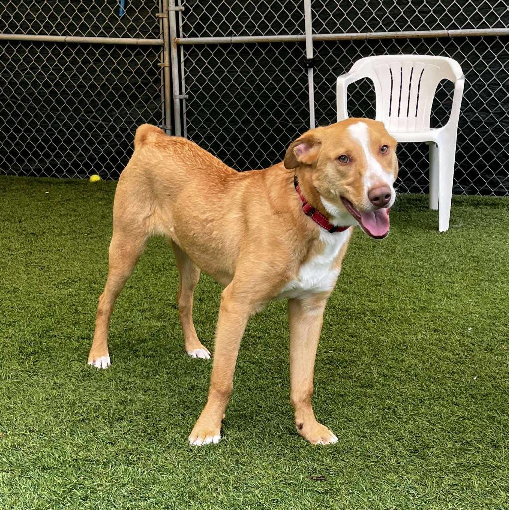 Enlarge Pikachu, a Adoptable mixed breed in Sunrise Beach, MO image 3/6