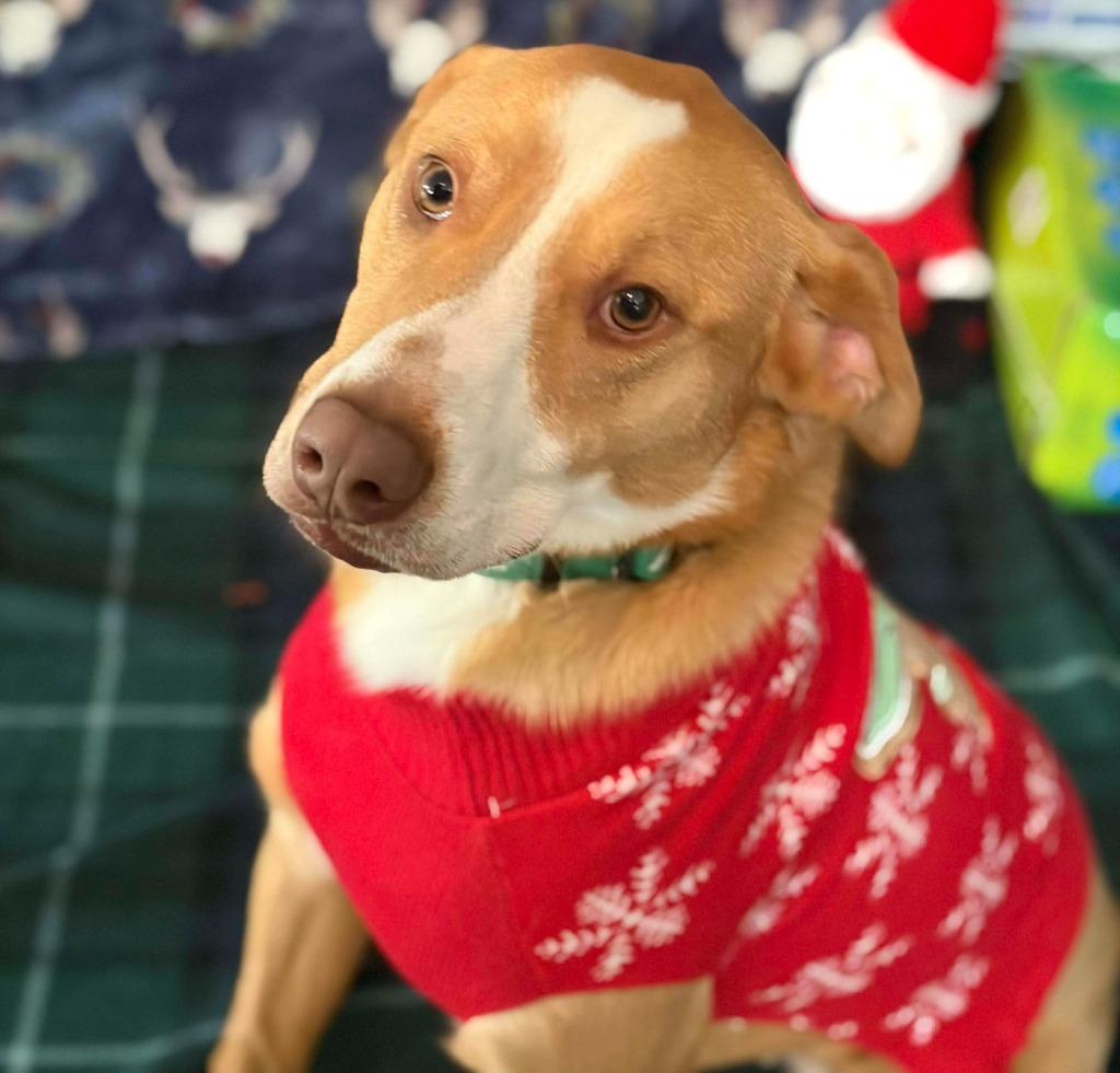 Enlarge Pikachu, a Adoptable mixed breed in Sunrise Beach, MO image 4/6