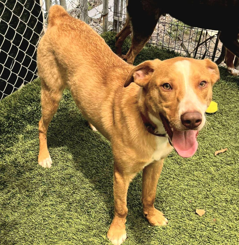 Enlarge Pikachu, a Adoptable mixed breed in Sunrise Beach, MO image 5/6