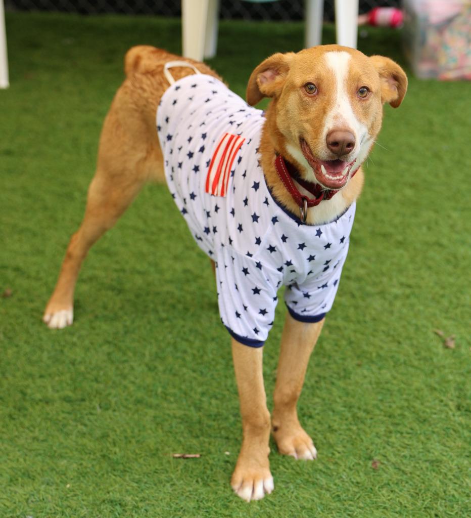 Enlarge Pikachu, a Adoptable mixed breed in Sunrise Beach, MO image 3/3