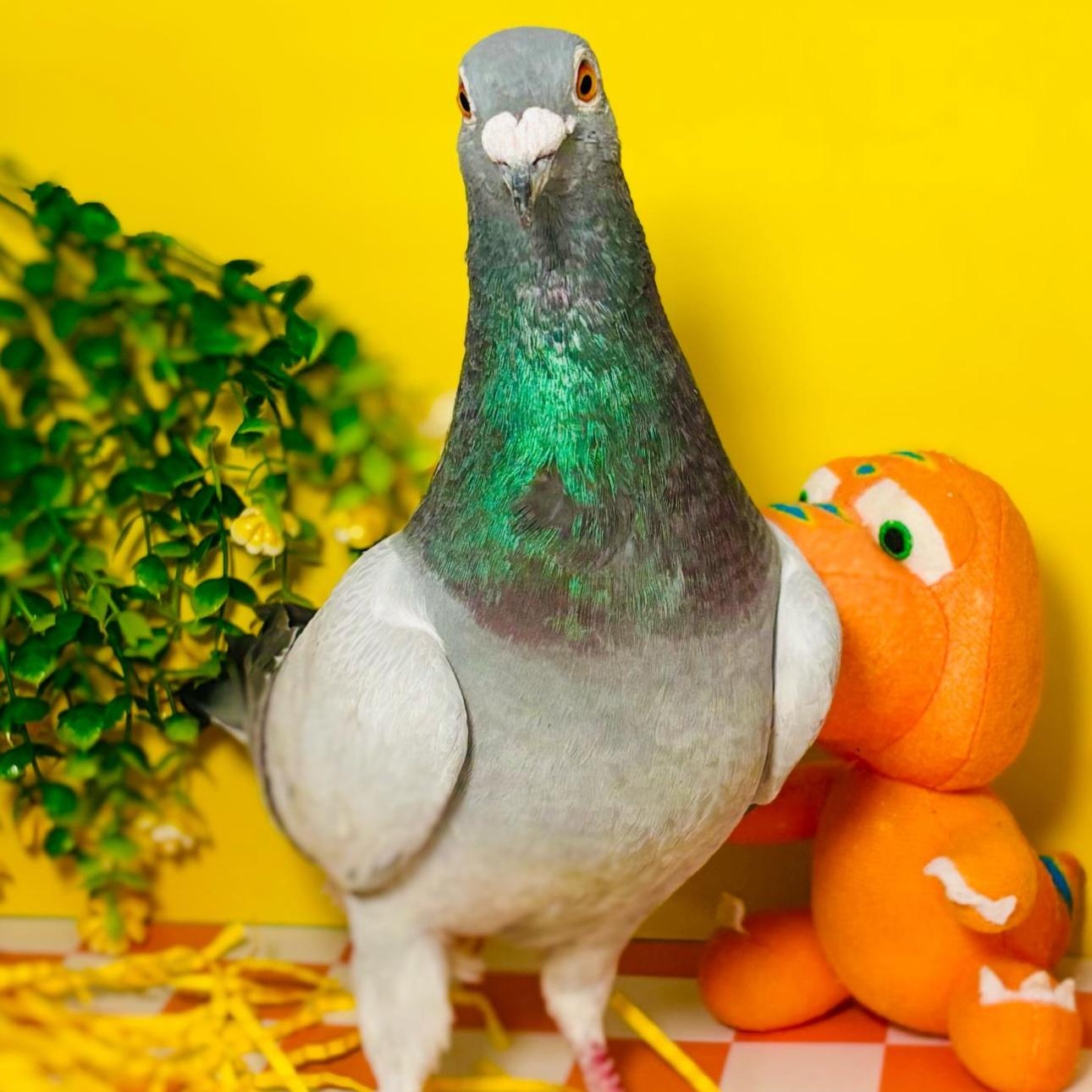 Enlarge Binx, a Adoptable Pigeon in Chicago, IL image 2/3
