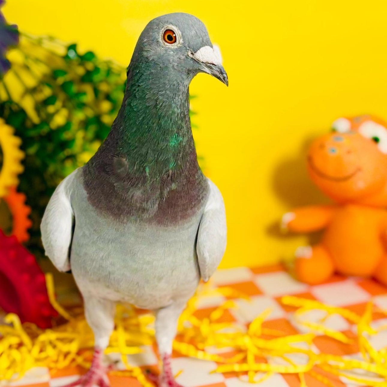 Enlarge Binx, a Adoptable Pigeon in Chicago, IL image 1/3