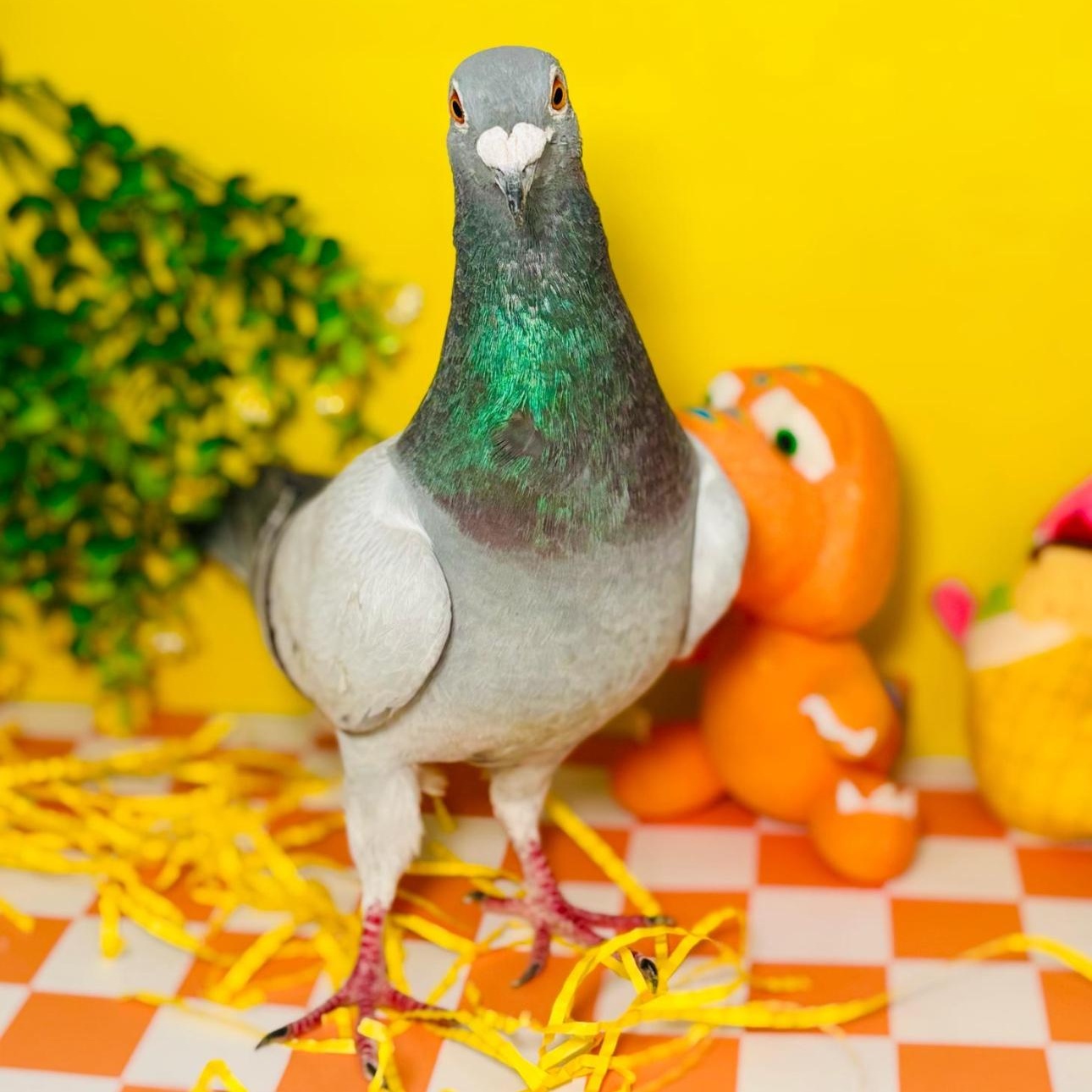 Enlarge Binx, a Adoptable Pigeon in Chicago, IL image 3/3