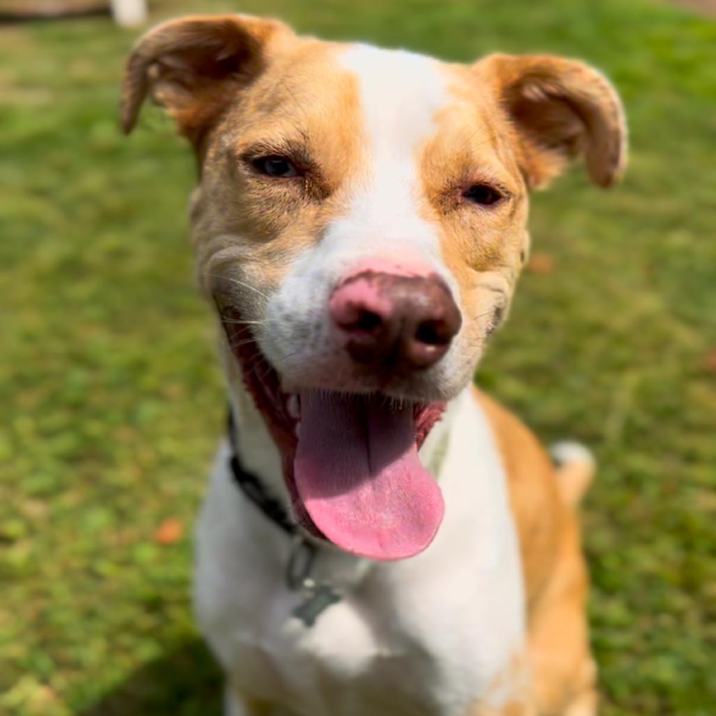 Atlas, Adoptable, Adult Male Catahoula Leopard Dog & Pit Bull Terrier.