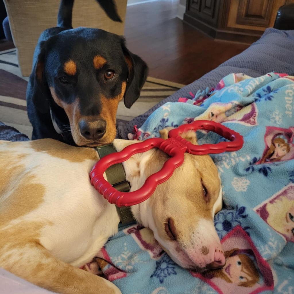 Atlas, Adoptable, Adult Male Catahoula Leopard Dog & Pit Bull Terrier.