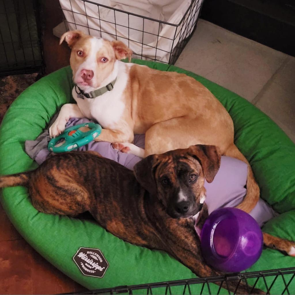 Atlas, a Adoptable mixed breed in Huntsville, AL image 3/6