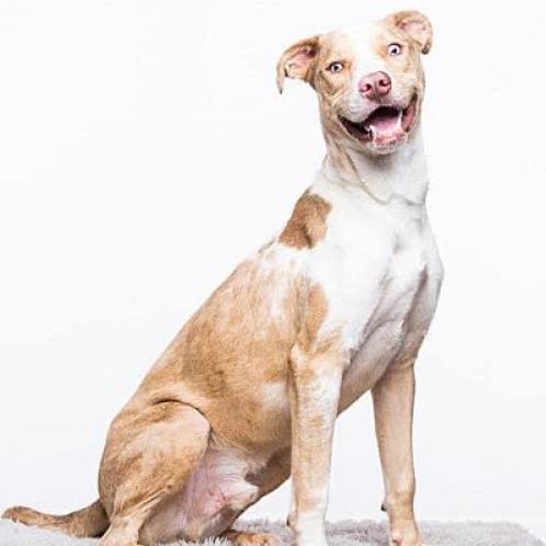 Atlas, a Adoptable mixed breed in Huntsville, AL image 4/6