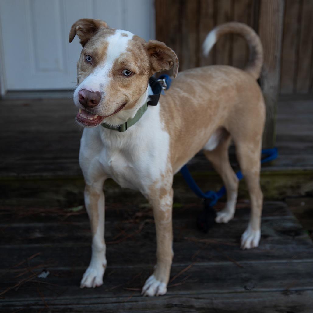 Enlarge Atlas, a Adoptable mixed breed in Huntsville, AL image 4/6