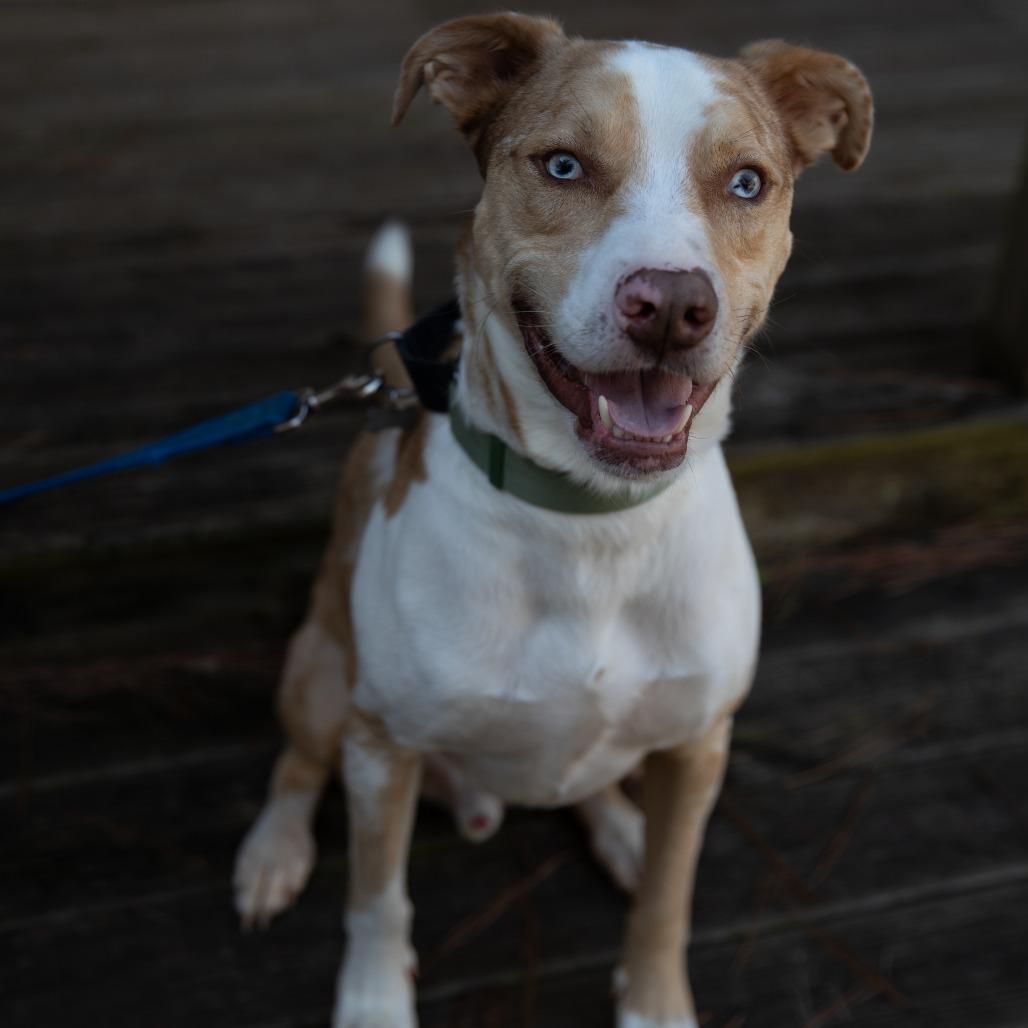 Enlarge Atlas, a Adoptable mixed breed in Huntsville, AL image 4/6