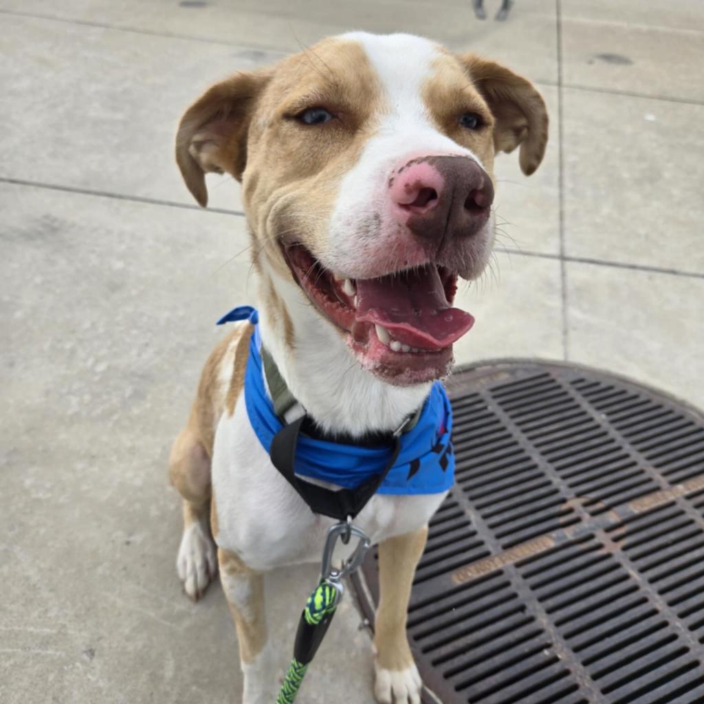 Atlas, a Adoptable mixed breed in Huntsville, AL image 5/6