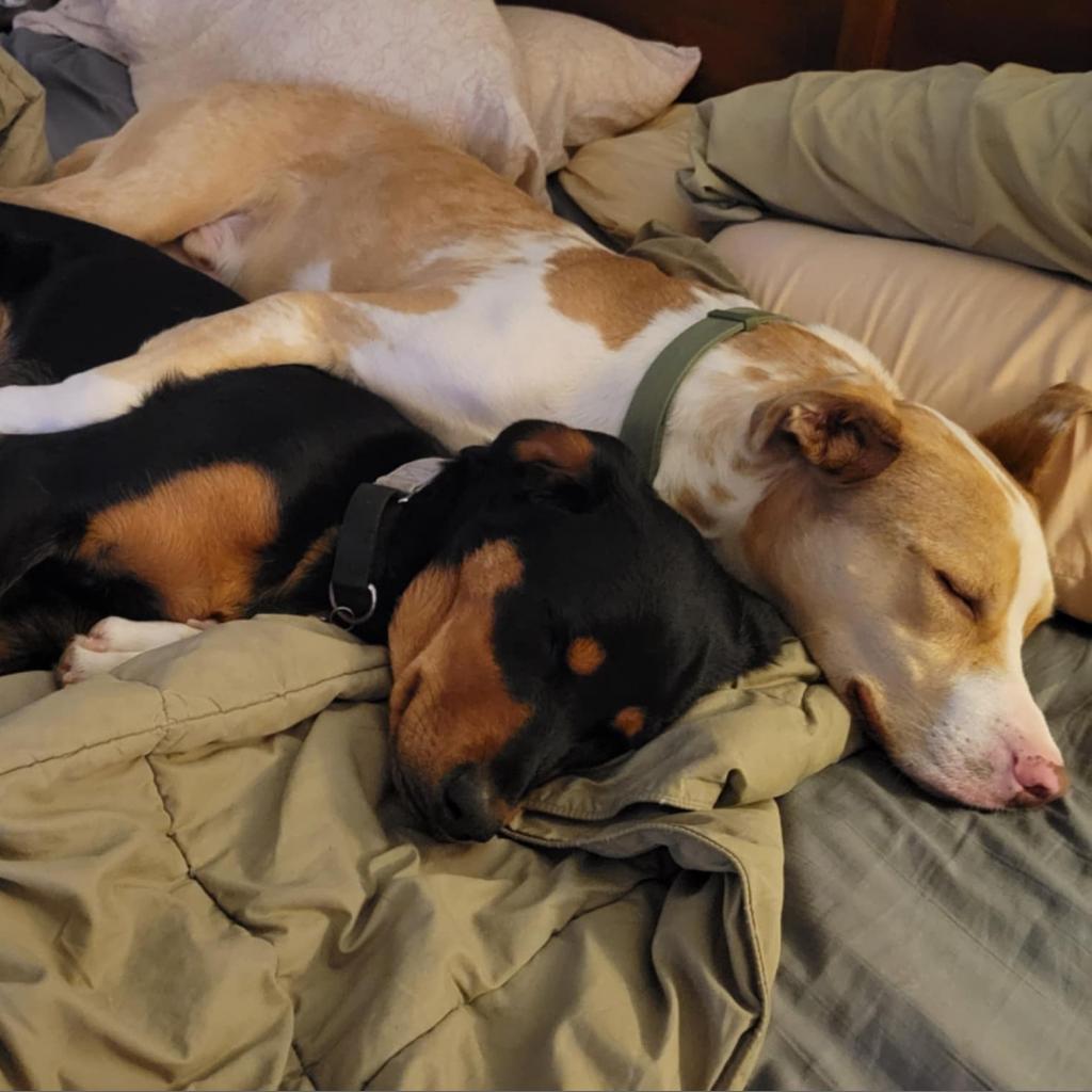 Atlas, a Adoptable mixed breed in Huntsville, AL image 6/6