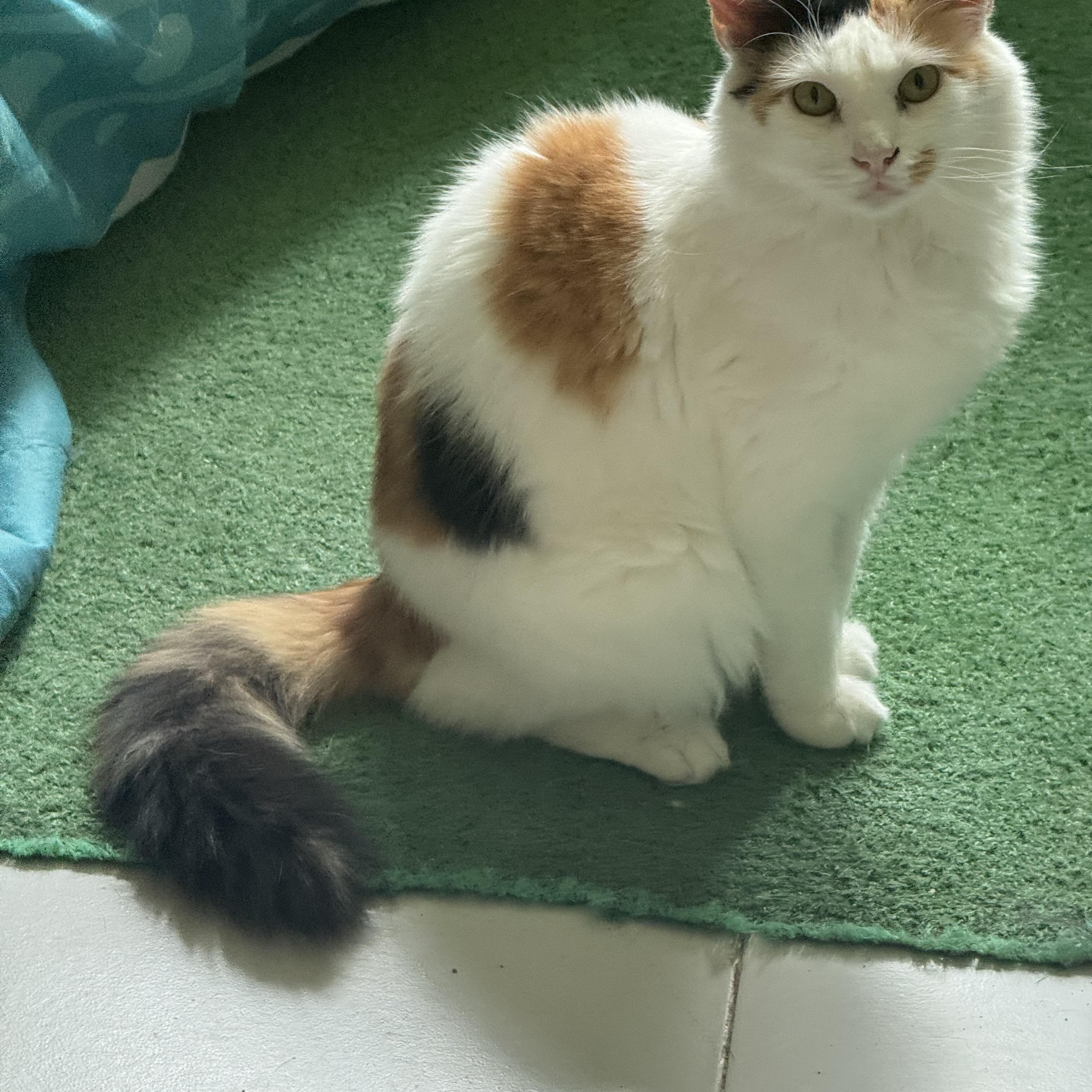 Enlarge Cindy, a Adoptable Calico in San Juan, PR image 1/4