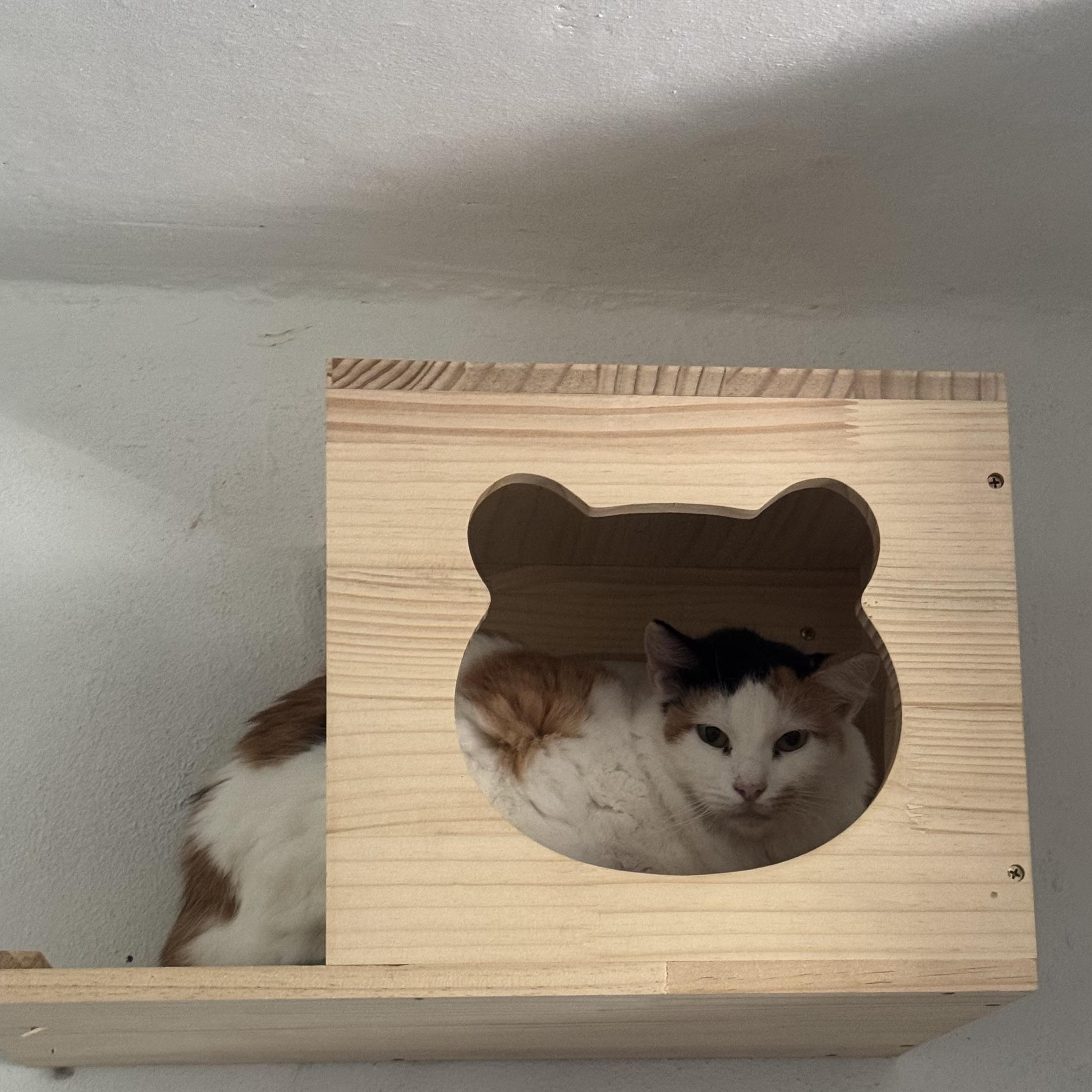 Enlarge Cindy, a Adoptable Calico in San Juan, PR image 1/3