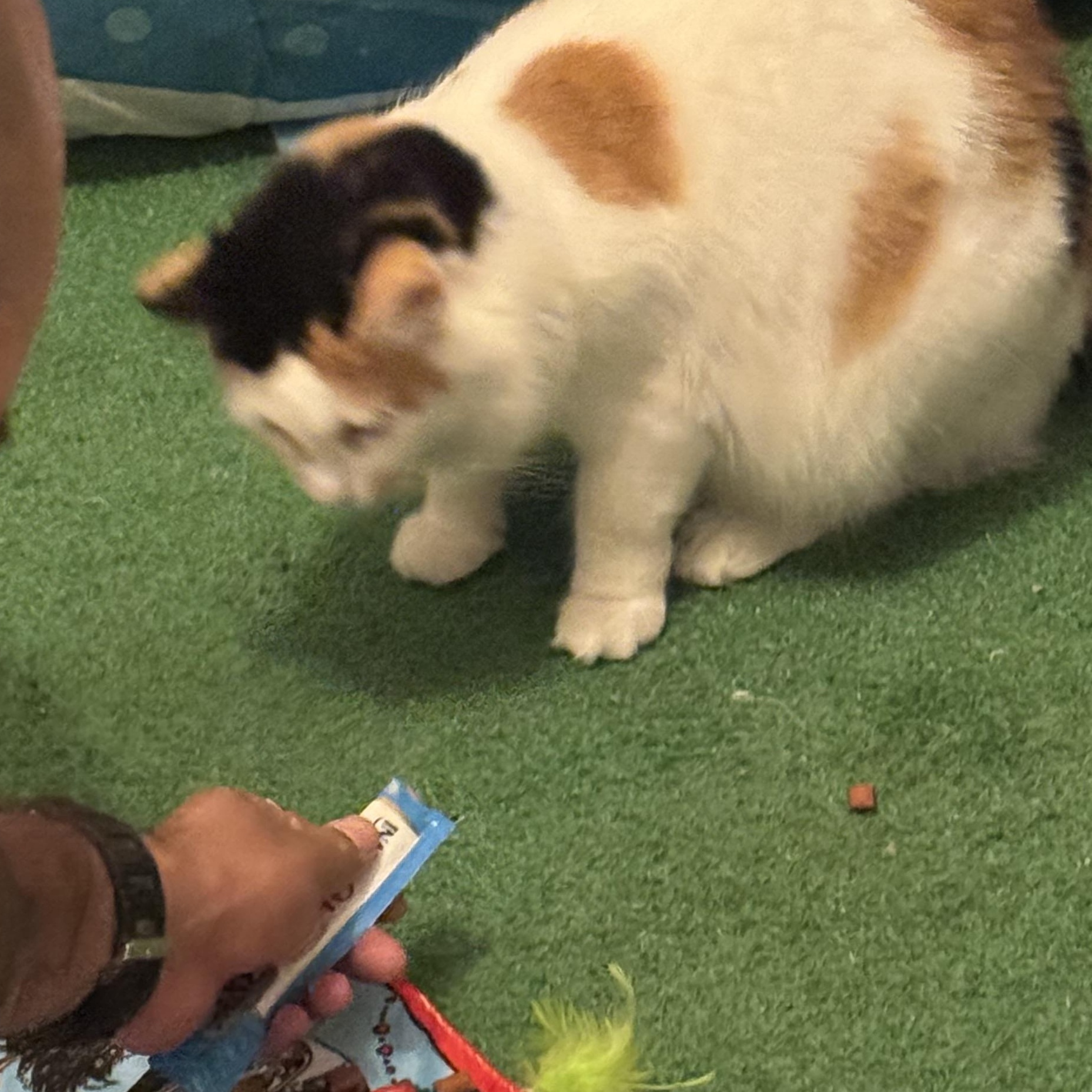 Enlarge Cindy, a Adoptable Calico in San Juan, PR image 3/3