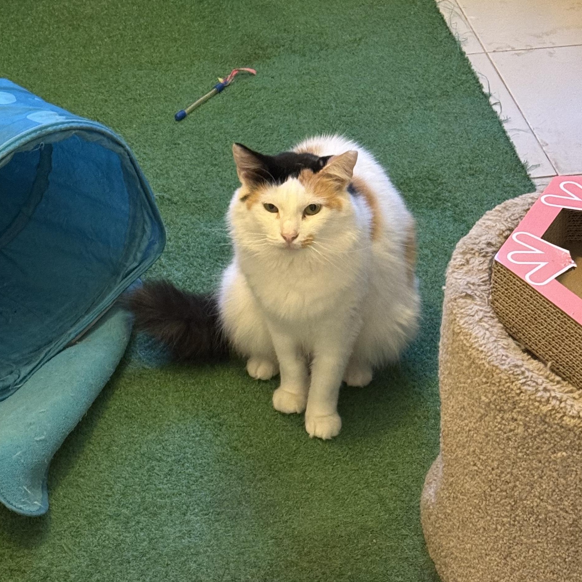 Enlarge Cindy, a Adoptable Calico in San Juan, PR image 2/3