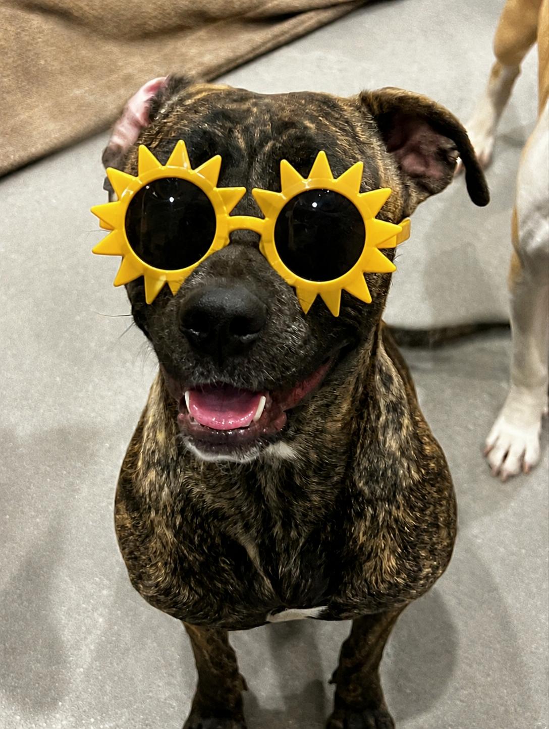 Enlarge Matilda , a ADOPTABLE mixed breed in Phoenix, AZ image 1/3