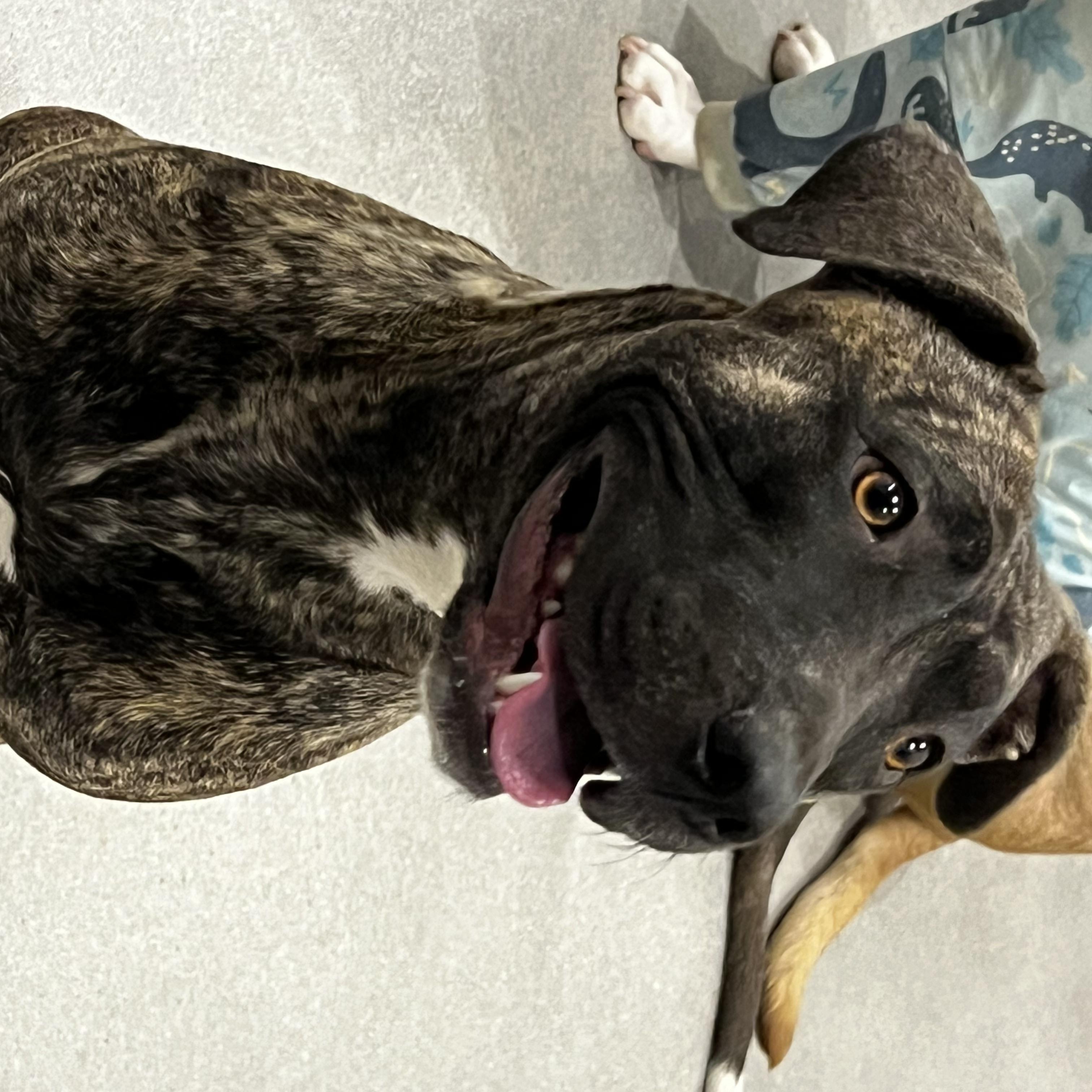 Enlarge Matilda , a ADOPTABLE mixed breed in Phoenix, AZ image 3/3