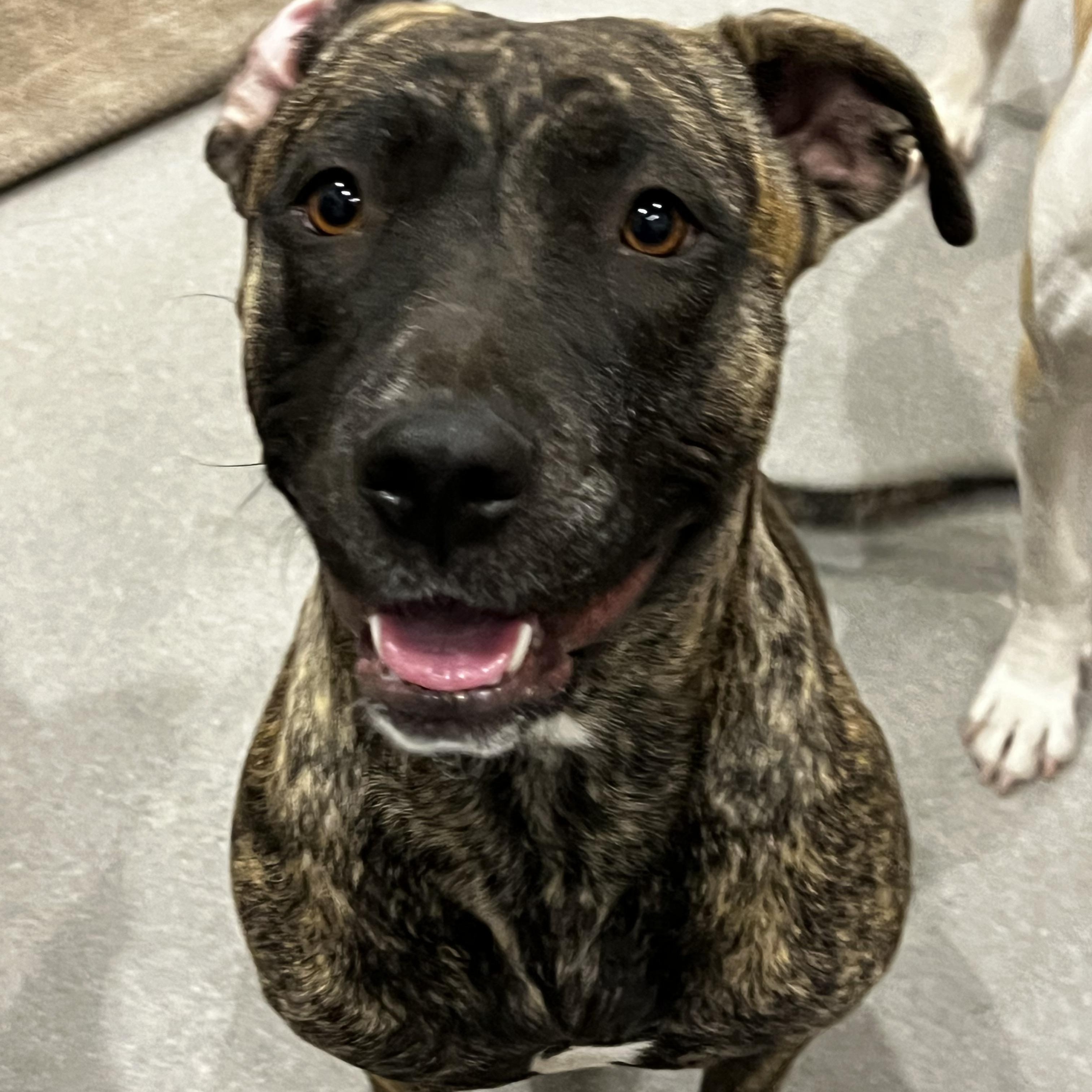 Enlarge Matilda , a ADOPTABLE mixed breed in Phoenix, AZ image 2/3