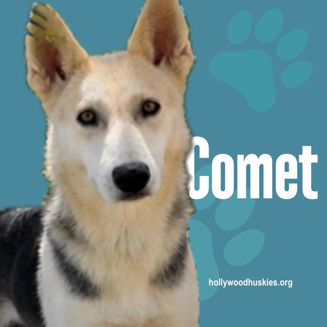 Comet, Adoptable, Adult Female German Shepherd Dog & Siberian Husky.