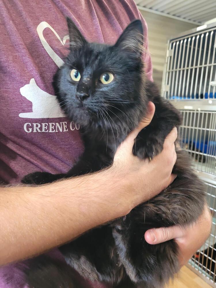 Sarabeth, Adoptable, Adult Female Domestic Long Hair.