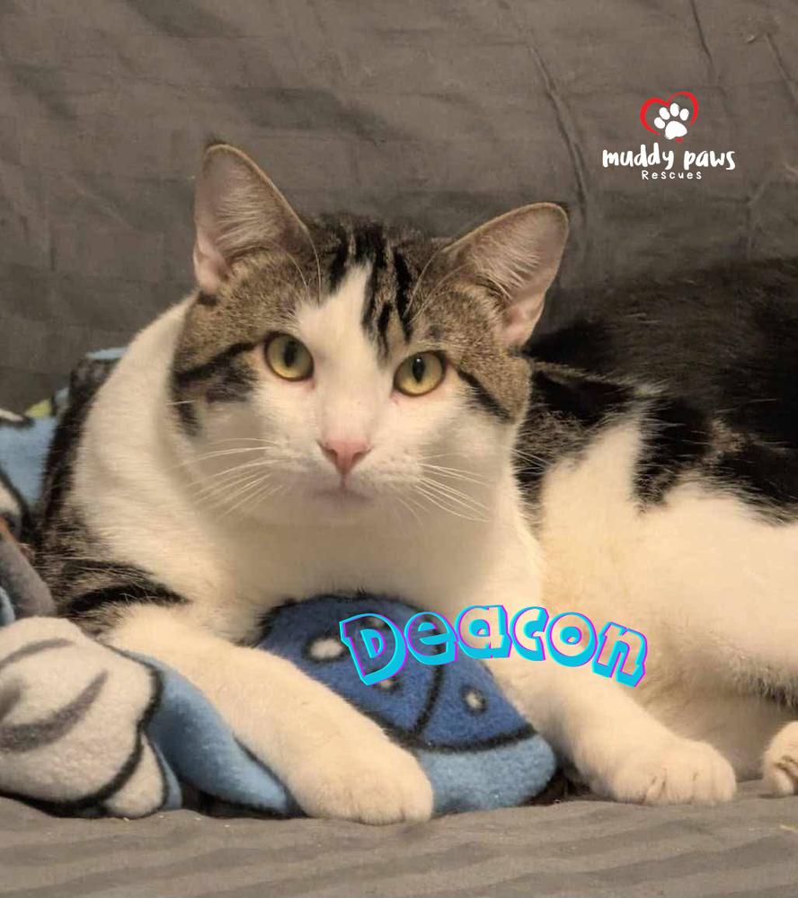 Enlarge Alphabet Litter: Deacon, a Adoptable Domestic Short Hair in Council Bluffs, IA image 1/1